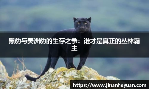 黑豹与美洲豹的生存之争：谁才是真正的丛林霸主